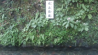水占いおみくじ