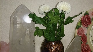 ピンポンマム